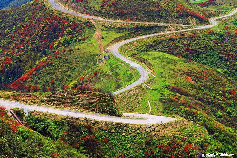 【春天，广西桂林灌阳县向您发出邀请！】春木界上映山红 - 游山玩水 - 莆田生活社区 - 莆田28生活网 pt.28life.com