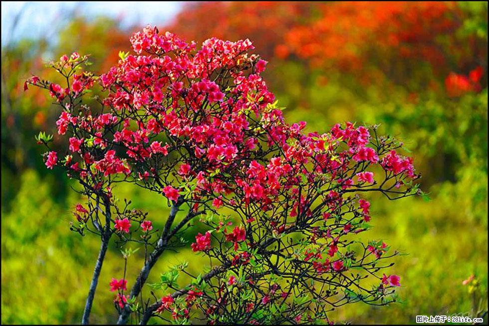 【春天，广西桂林灌阳县向您发出邀请！】春木界上映山红 - 游山玩水 - 莆田生活社区 - 莆田28生活网 pt.28life.com