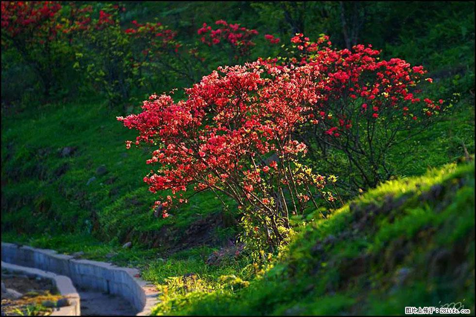 【春天，广西桂林灌阳县向您发出邀请！】春木界上映山红 - 游山玩水 - 莆田生活社区 - 莆田28生活网 pt.28life.com