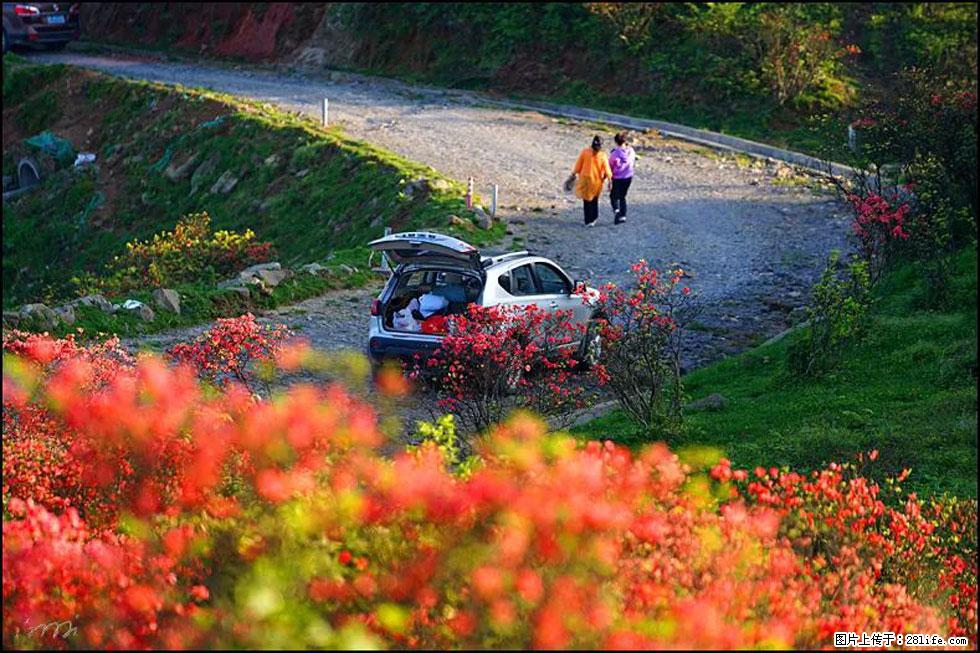 【春天，广西桂林灌阳县向您发出邀请！】春木界上映山红 - 游山玩水 - 莆田生活社区 - 莆田28生活网 pt.28life.com