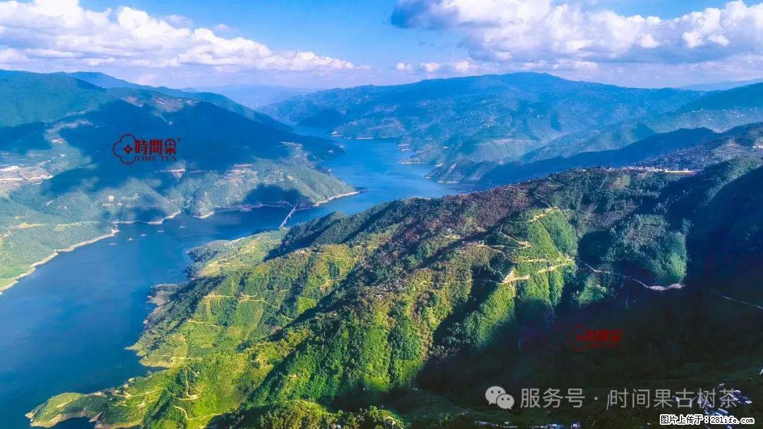 时间果百年古树龙珠普洱生茶 - 购物交流 - 莆田生活社区 - 莆田28生活网 pt.28life.com