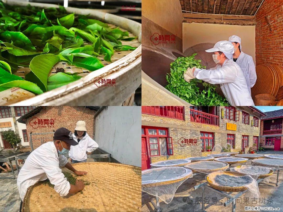 时间果百年古树龙珠普洱生茶 - 购物交流 - 莆田生活社区 - 莆田28生活网 pt.28life.com