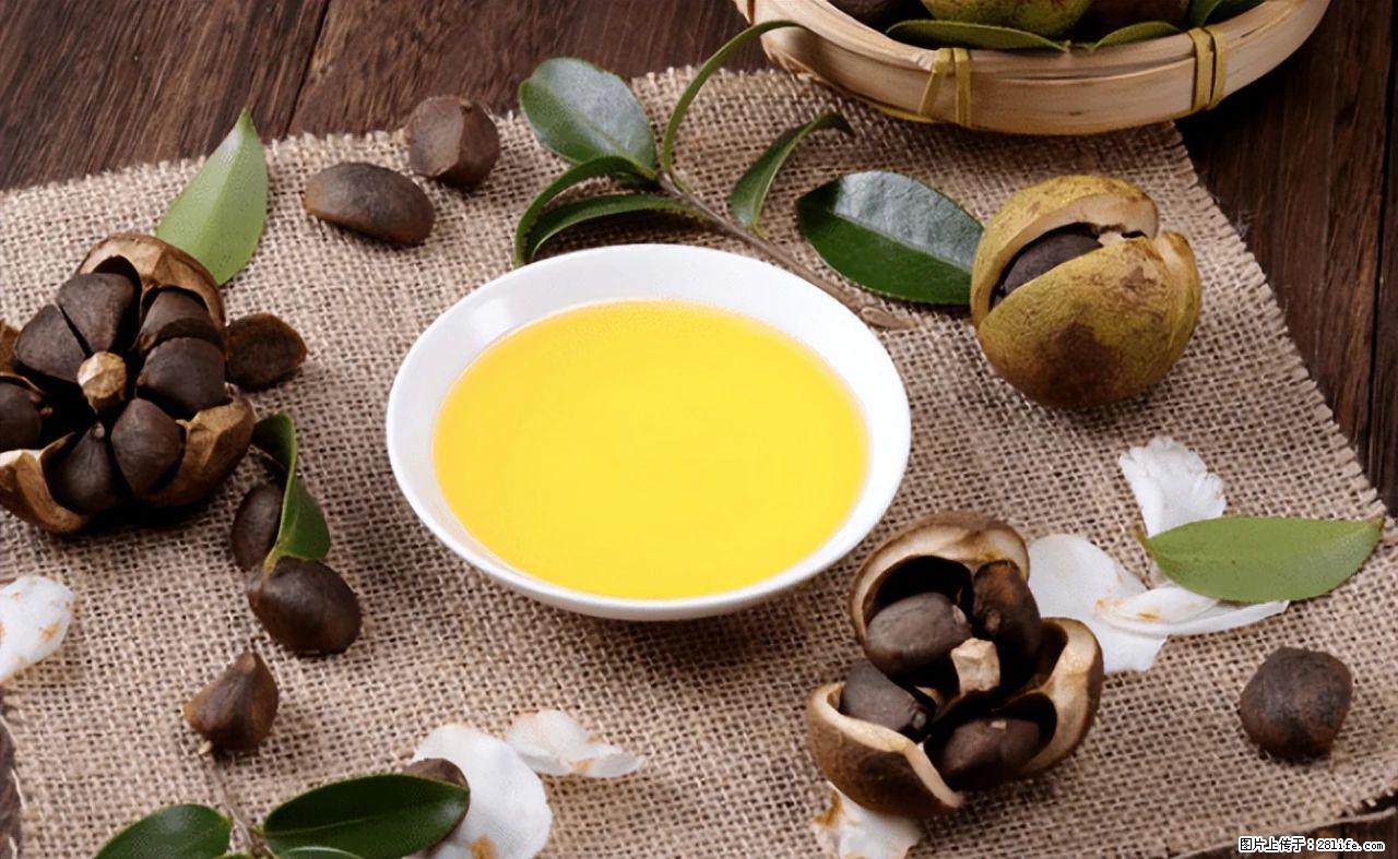 揭秘茶油的5大核心营养成分！被称为人体健康的“守护盾”！ - 莆田生活资讯 - 莆田28生活网 pt.28life.com