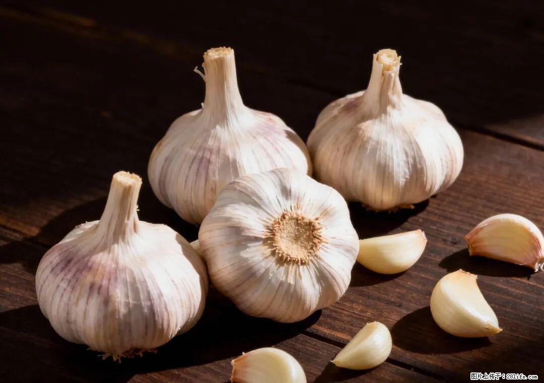 关于大蒜，除了“天然抗生素”，这4个谣言更该警惕! - 莆田生活资讯 - 莆田28生活网 pt.28life.com