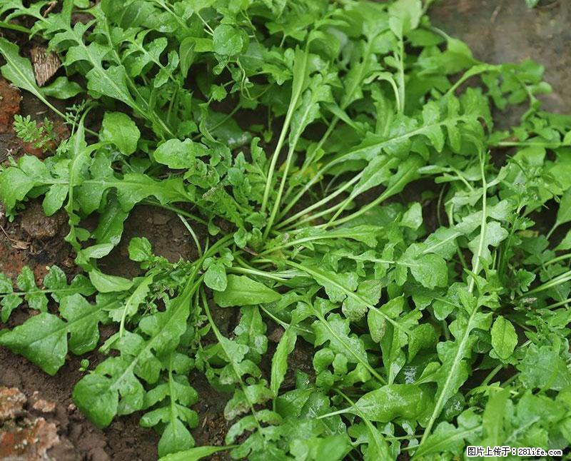 这些蔬菜是“天然钙片”，这6种被医生重点推荐 - 莆田生活资讯 - 莆田28生活网 pt.28life.com