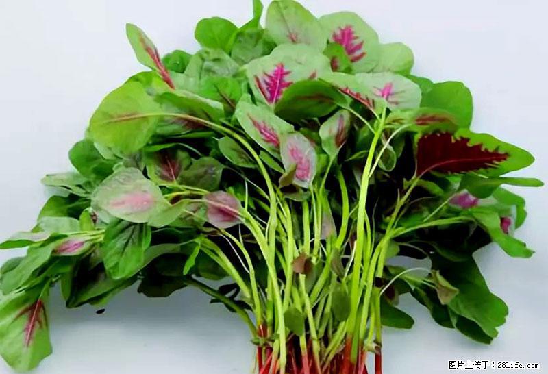 这些蔬菜是“天然钙片”，这6种被医生重点推荐 - 莆田生活资讯 - 莆田28生活网 pt.28life.com