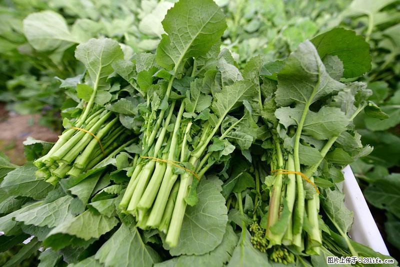 这些蔬菜是“天然钙片”，这6种被医生重点推荐 - 莆田生活资讯 - 莆田28生活网 pt.28life.com